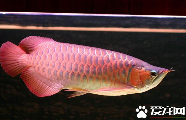 龍魚如何喂養 龍魚喂養的幾大注視事項