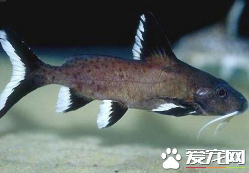 鲶魚生活在什麼地方 喜歡生活在水塘之中