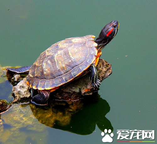烏龜和魚能一起養嗎 兩者是可以混養的