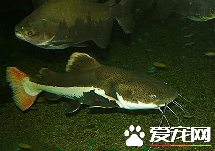 鲶魚喜歡吃什麼 一般它以浮游生物為食