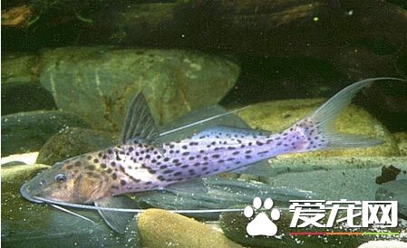 怎樣喂養鲶魚 帶你了解鲶魚的飼養方法