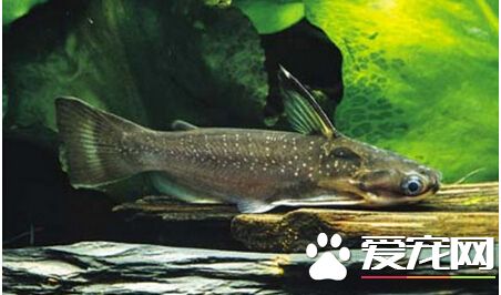 鲶魚的生活習性 適宜生活在水溫20-25℃
