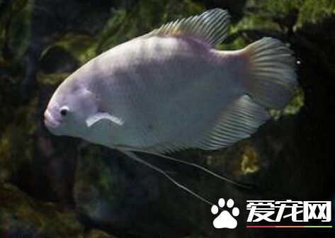 招財魚起頭嗎 帶大家了解招財魚的起頭