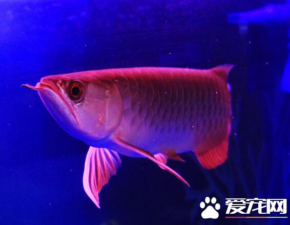 龍魚跳缸原因 帶你了解龍魚跳缸的真相