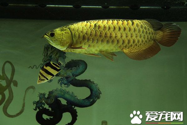 龍魚混養技巧 帶大家了解龍魚混養技巧