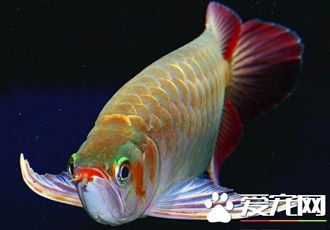 龍魚不吃食怎麼回事 也許對新環境的陌生