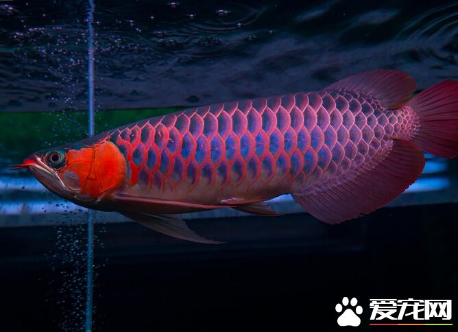 龍魚吃大麥蟲好嗎 要保證食物的多樣化