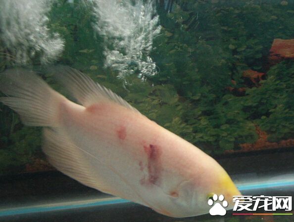 招財魚的水溫 理論上22--32度都可以