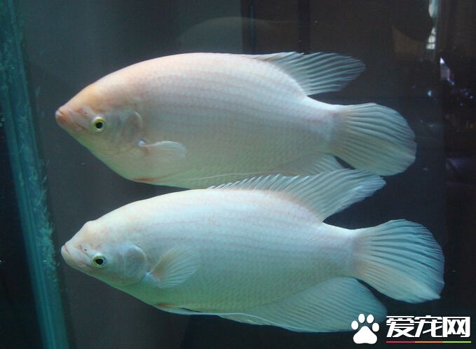 招財魚一次喂多少 最好做好營養的均衡