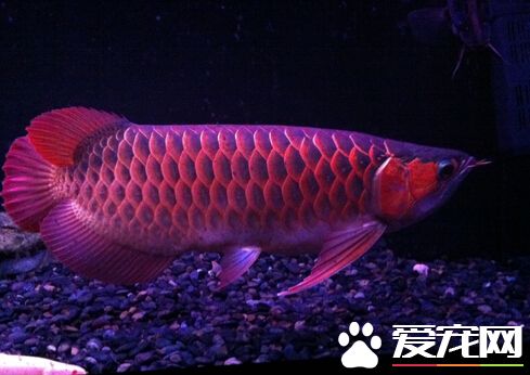 龍魚飼養溫度 帶你了解龍魚的飼養溫度