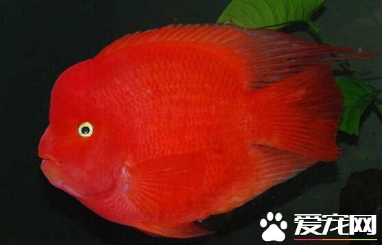財神魚水溫 可以控制水溫在22-32度
