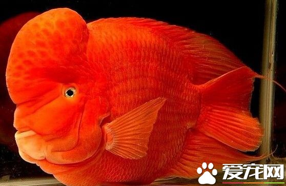 財神魚喂什麼 帶你了解財神魚的飲食