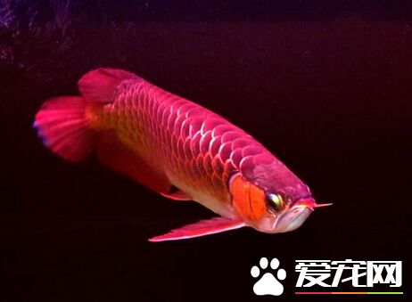 龍魚一天喂幾次 其喂食要做好定時定量