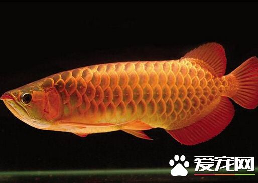 龍魚不吃食怎麼辦 可能是環境造成的