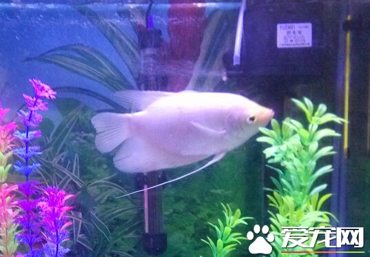 招財魚吃小魚嗎 10cm左右就能吃小魚了