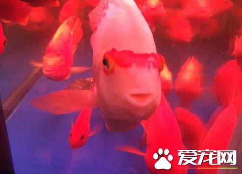 財神魚好養嗎 財神魚的飼養方法詳解