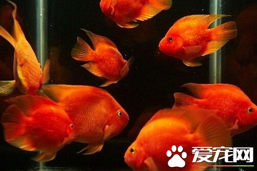 財神魚和什麼魚一起養 財神魚混養事項