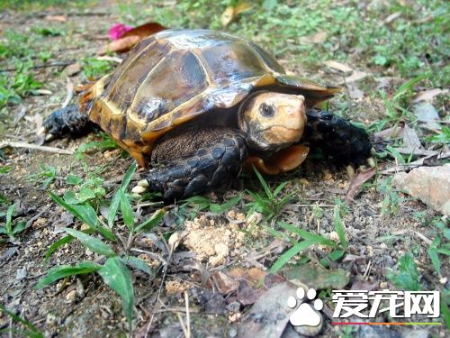 陸棲龜類的家庭飼養 應選購食物來源廣的陸龜