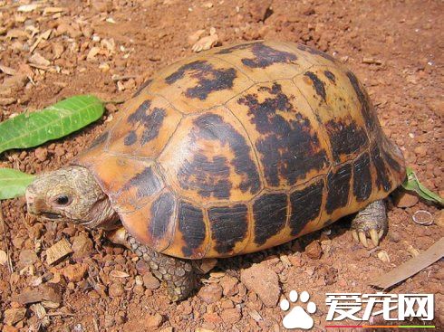 陸棲龜類飼養的設施要求 通風口可設在箱頂