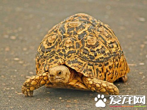 陸棲龜類飼養基本要求 大多陸龜比較膽小喜靜