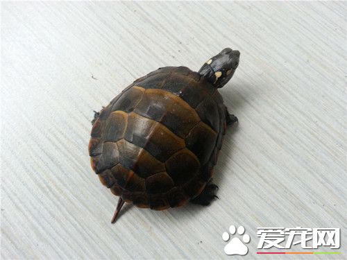東部錦龜的室內飼養 最好是每2天換一次新水