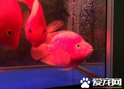 財神魚一天喂幾次 其實不需要喂食太多