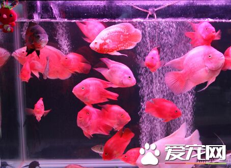 財神魚怎麼能養紅 避免它們受到驚嚇