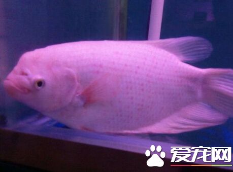 招財魚打架 它們個性使然提起做好預防