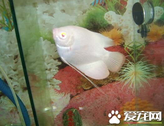 地圖魚和招財魚混養 兩者並不適合去混養