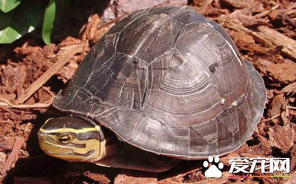 安布閉殼龜的室內飼養 冬季6天徹底換一次水