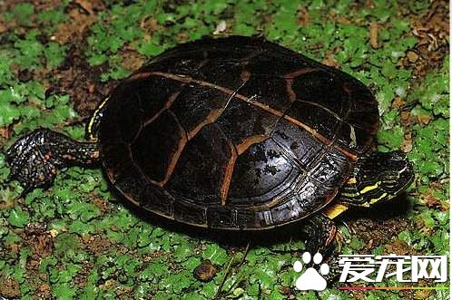 東部錦龜的家庭飼養 東部錦龜的注意事項