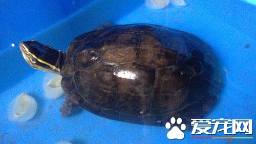 安布閉殼龜的家庭飼養 以動物性食物為主