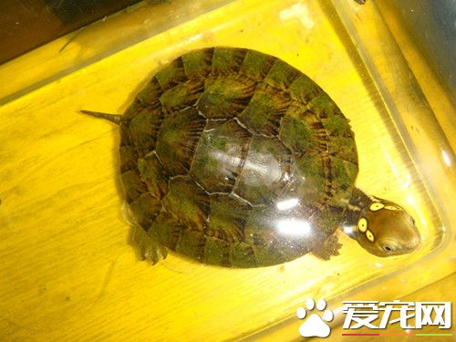 四眼斑龜的室內飼養 投喂時把食物剪割成小塊