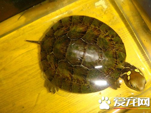四眼斑龜的家庭飼養 平時最喜食動物性餌料