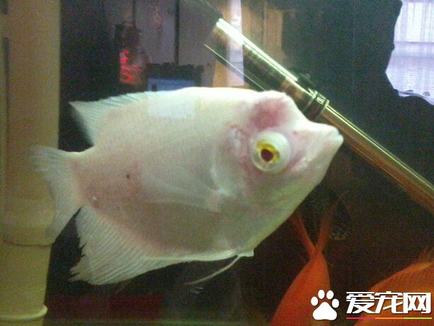 招財魚怎麼養起頭 只有公魚才能起頭