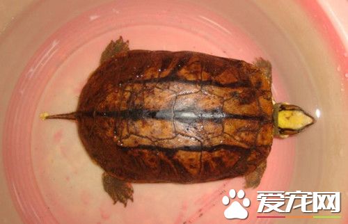金錢龜的室內飼養 金錢龜以動物性飼料為主
