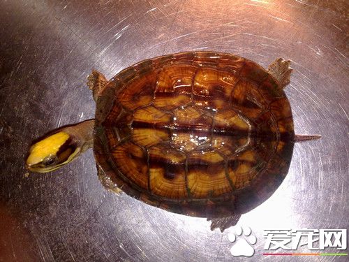 金錢龜的家庭飼養 金錢龜飼養需要注意事項