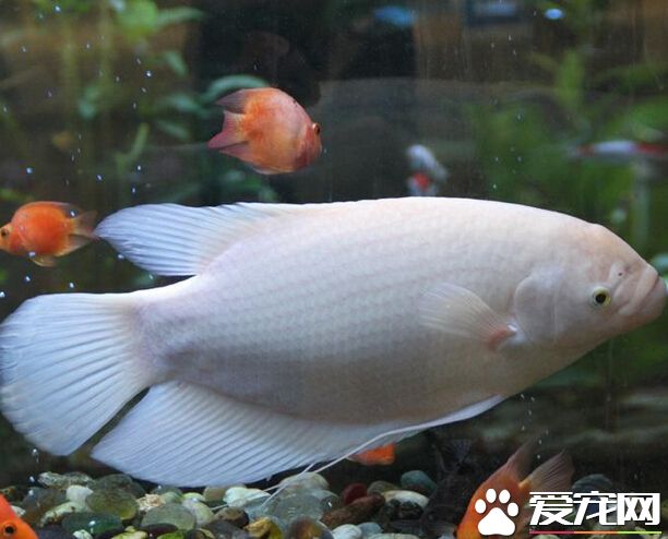 招財魚食量 它們的食量還是比較大的