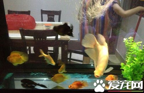 招財魚能養幾年 一般招財魚可以養5到8年