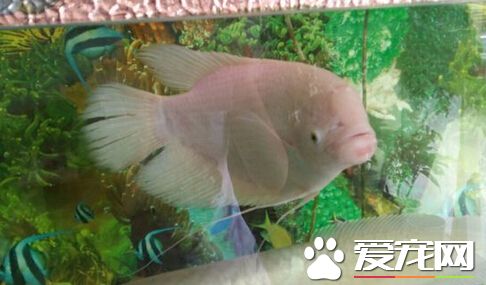 招財魚互相咬 招財魚有著很強地域意識
