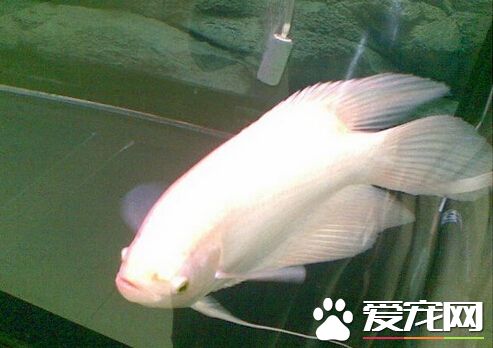 招財魚吃什麼最好 保持營養均衡即可