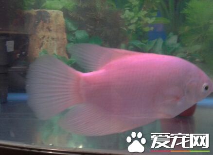 招財魚的養法 帶你了解招財魚的正確飼養