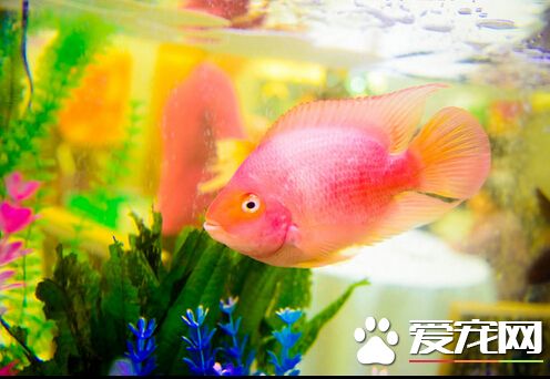 如何養財神魚 財神魚的飼養小技巧分享
