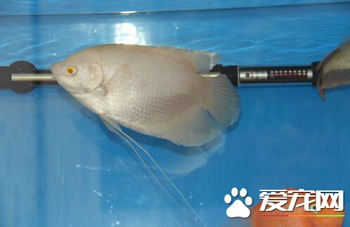 招財魚能群養嗎 它們喜歡打架最好別群養