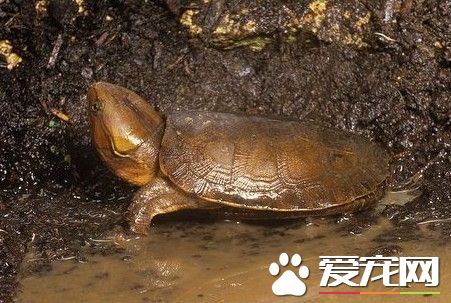 鷹嘴龜的室內飼養 一般室內飼養每天投喂1次