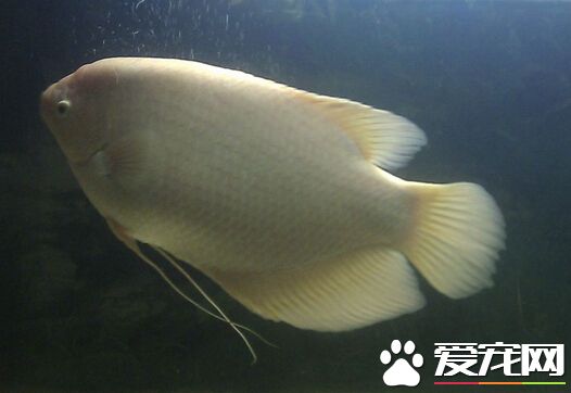 招財魚的養殖方法 其正確養殖方法分享