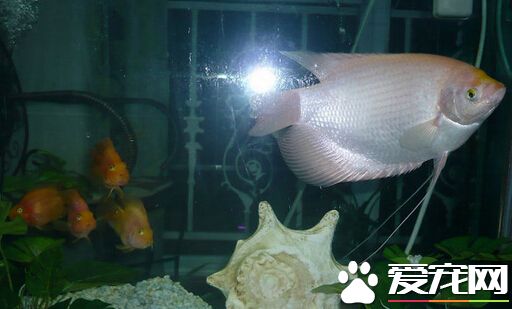 紅眼招財魚怎麼養 飼養的五個注意事項