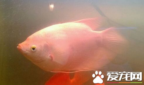 招財魚適宜溫度 一般在22-26攝氏度即可
