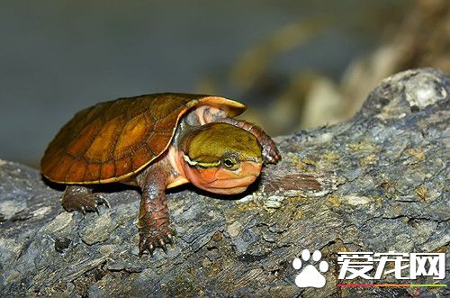 鷹嘴龜的家庭飼養 鷹嘴龜飼養需要注意事項