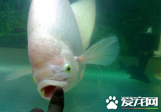 招財魚怕鹽嗎 飼養時可以適當的加點鹽